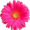 Pink_flower